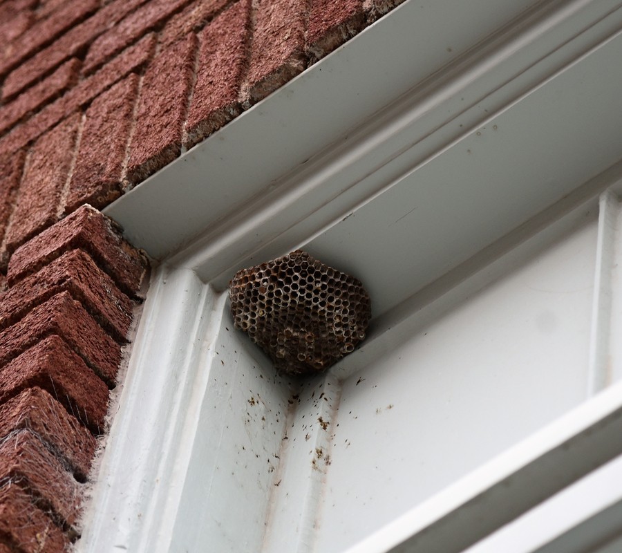 Pest Control Services Wasp Nest Control  