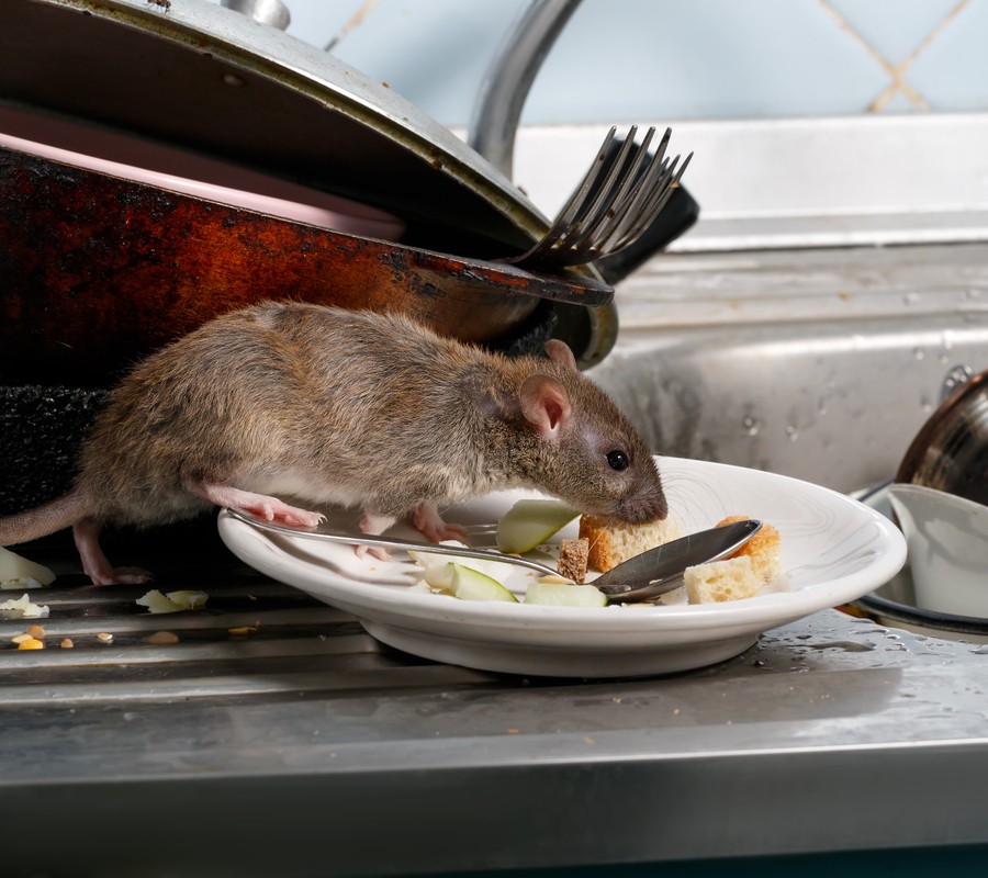 Pest Control Services Rat Control Pest Control Services Rat Control
