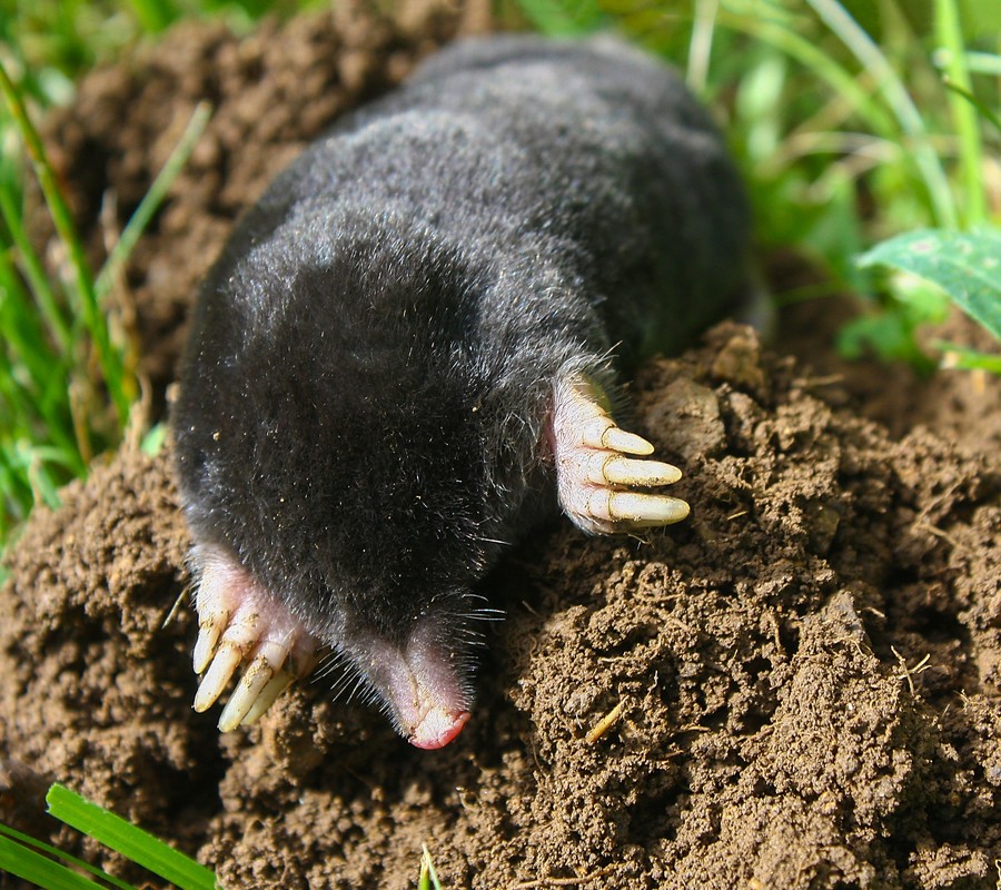 Pest Control Services Moles  