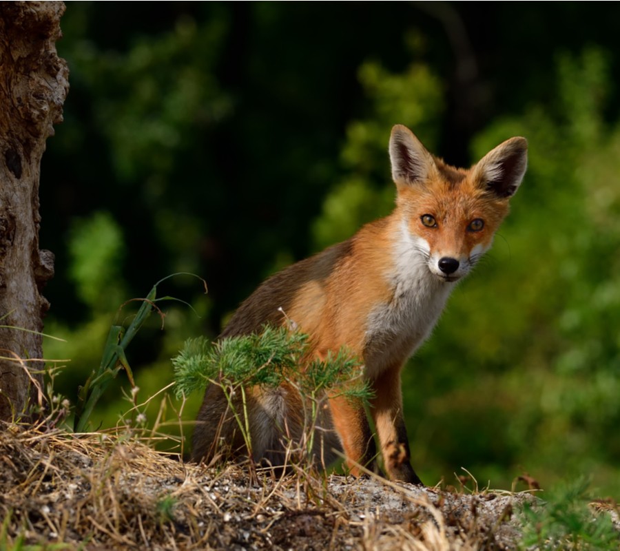 Pest Control Services Foxes  