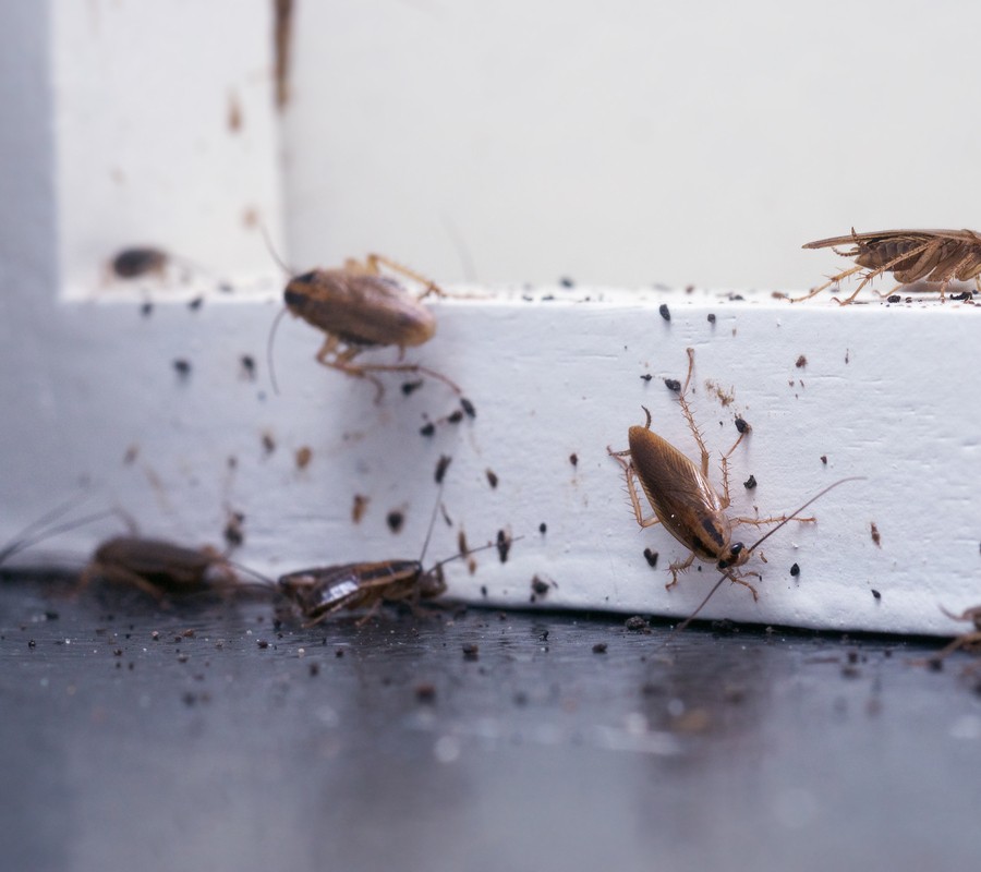 Pest Control Services Cockroaches Pest Control Services Cockroaches
