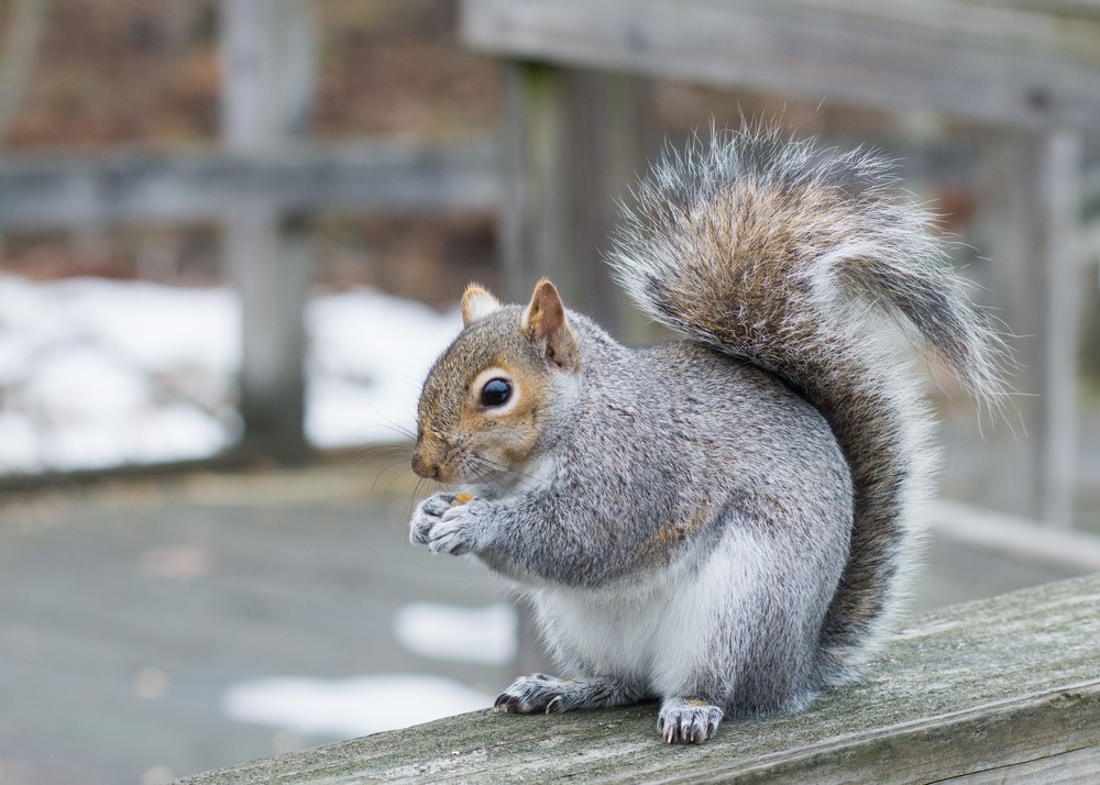 Pest Control Services Squirrels Pest Control Services Squirrels