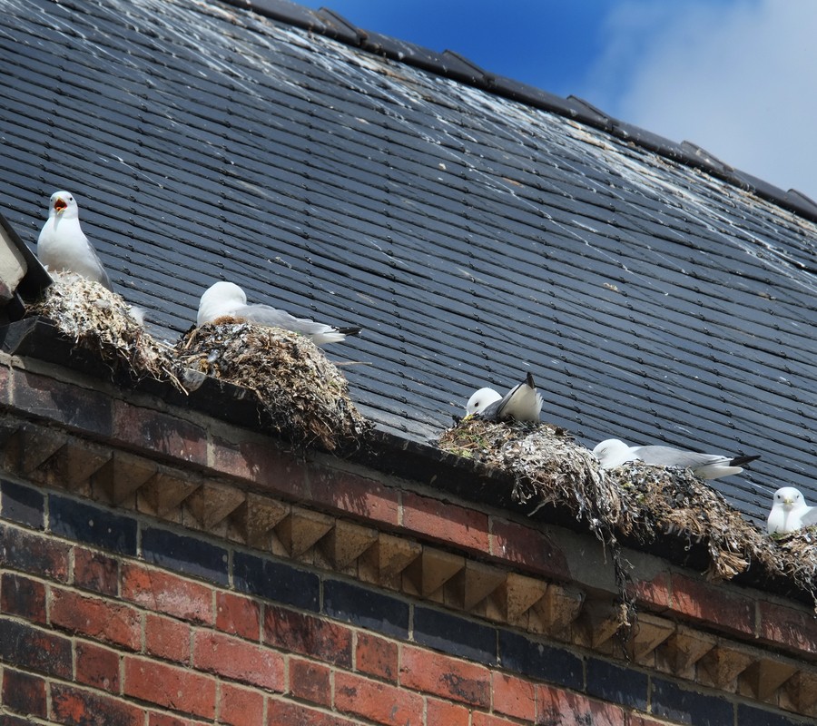 Pest Control Services Bird Control  