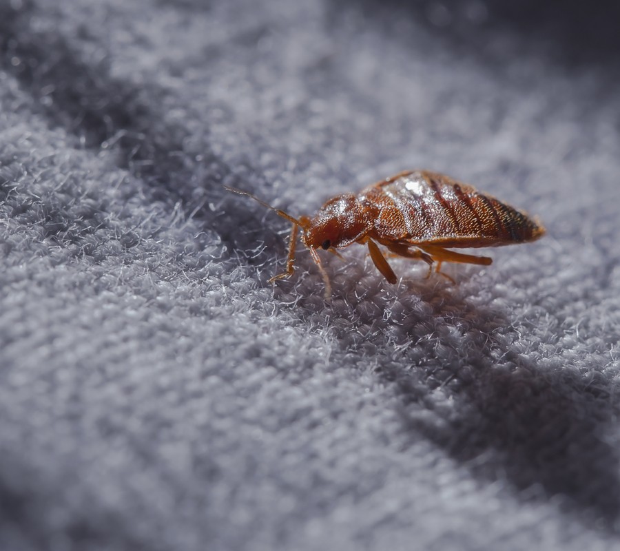 Pest Control Services Bed bugs Pest Control Services Bed bugs