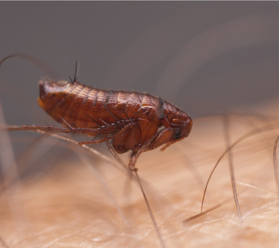 Pest Control Services Fleas  