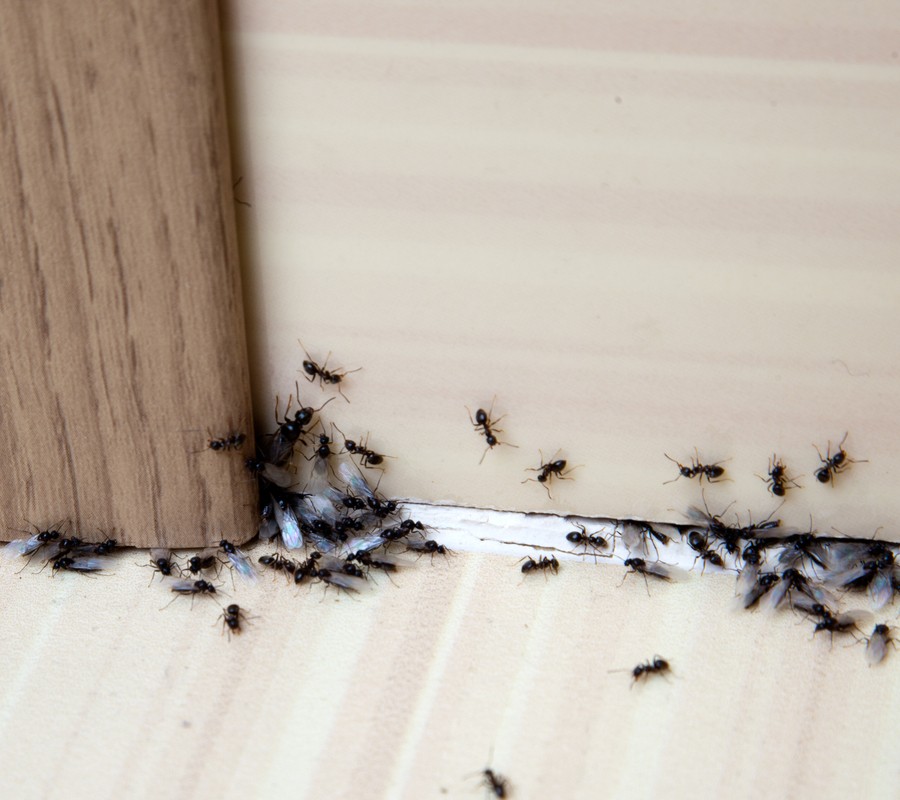 Pest Control Services Ant Control Pest Control Services Ant Control