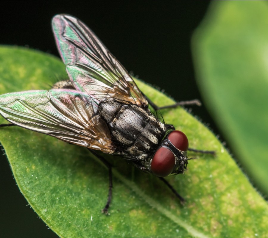 Pest Control Services Flies Pest Control Services Flies